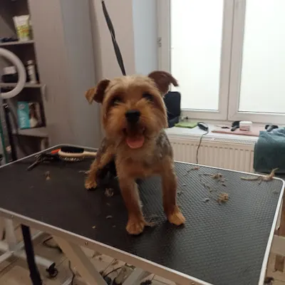 CHWILA DLA PUPILA- Salon pielęgnacji zwierzat